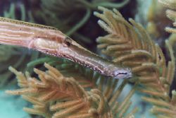 Trumpetfish by Jacques Miller 